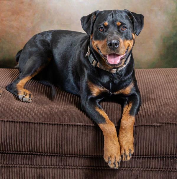 /Images/uploads/MidAmerica Rottweiler Rescue/adoptarottphotocontest/entries/10137thumb.jpg